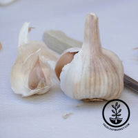 Garlic Bulbs - Fall - Softneck - Nootka Rose