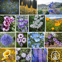 Grandview Native Wildflower Seeds Mix Collage