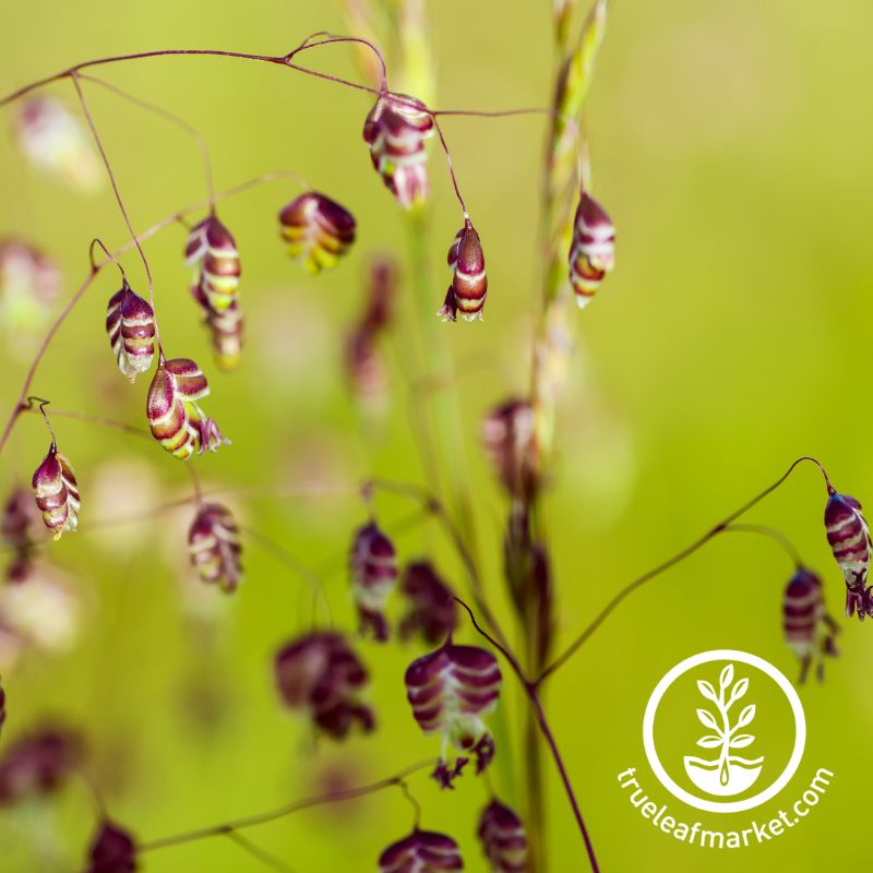 Quaking Grass