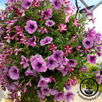 Grown Flowers in 6 Gallon Hanging Basket
