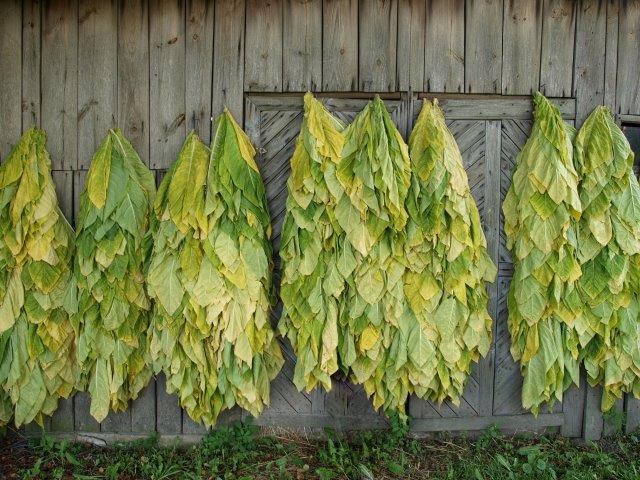 Harvested tobacco leaves air curing outside