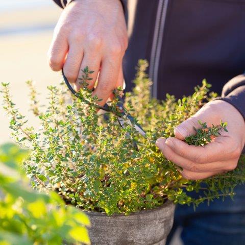 How to Prune Thyme