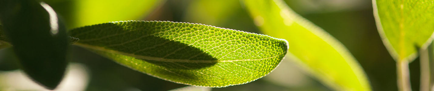 Growing sage