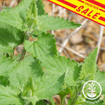 Herb Catnip Sale