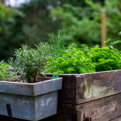 container herb garden