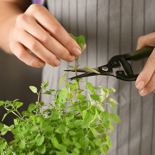 growing fresh herbs starter guide