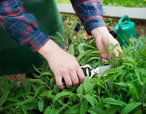 how to prune autumn sage plant for optimal growth