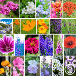 Wildflower Seeds - Hummingbird & Butterfly Pollinator Mix Collage