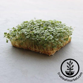 Arugula Microgreens Seeds