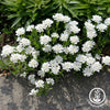 Iberis-Candytuft-Whiteout-Flowers