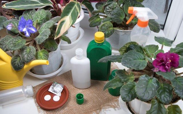 How to Get Rid of Mealybugs