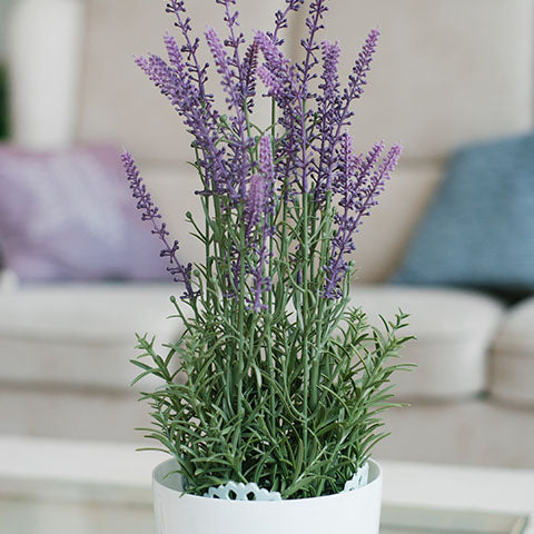 Growing Lavender Indoors 