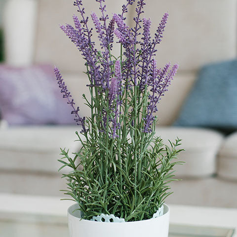 Can You Grow Lavender Indoors: Learn About Growing Lavender Plants Inside