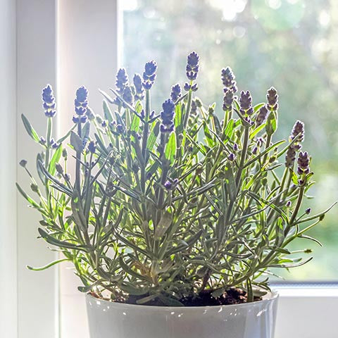 Indoor lavender potted on a windowsill