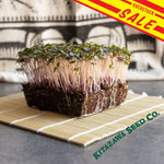 Kale Red Microgreen sale