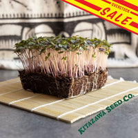 Kale Red Microgreen sale