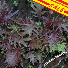 Kale Seeds Red Sale.