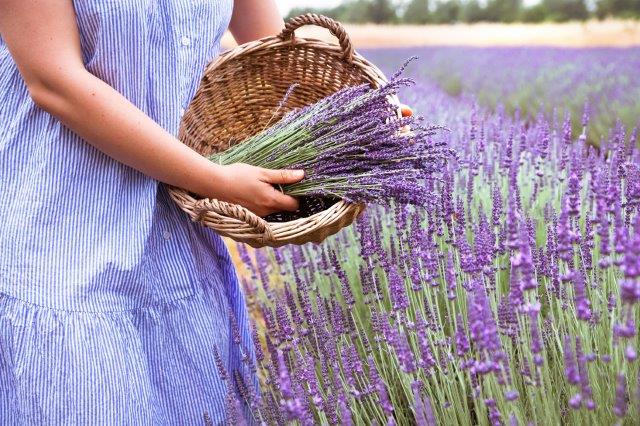 Harvesting lavender