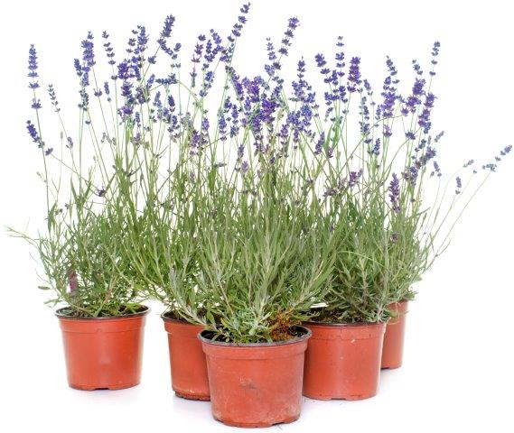 Growing Lavender in Pots