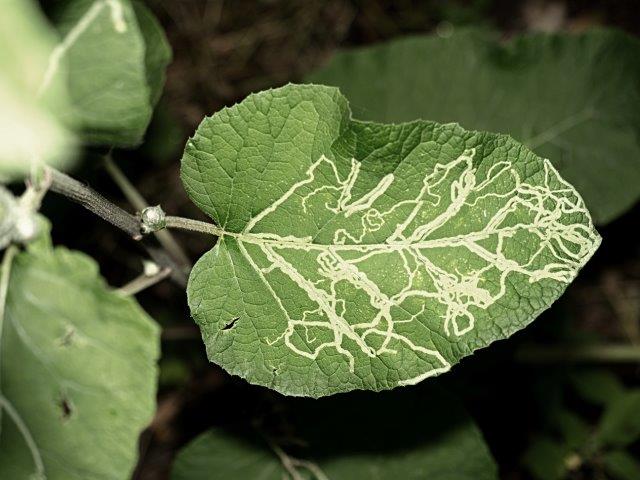 American Serpentine Leaf Miner Liriomyza trifolii