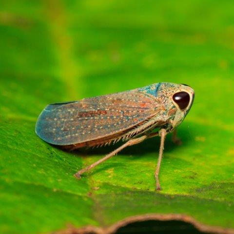 Leafhoppers