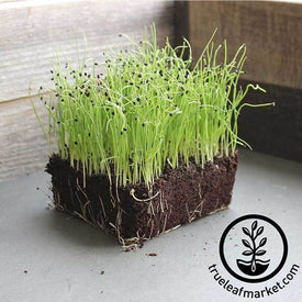 Leek Large American Flag Microgreens