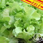 Lettuce Leaf Oakleaf sale