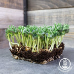 Sweet Lupine Moonshine Microgreen