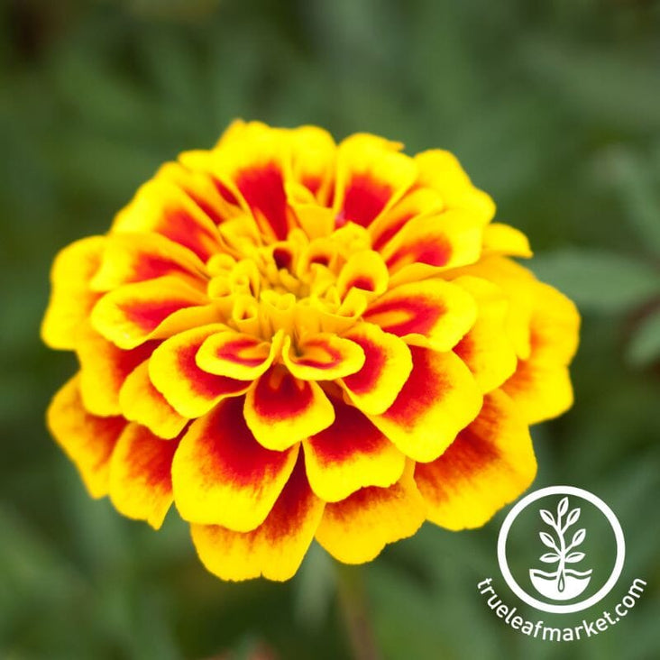 French Marigold Seeds - Dainty Marietta