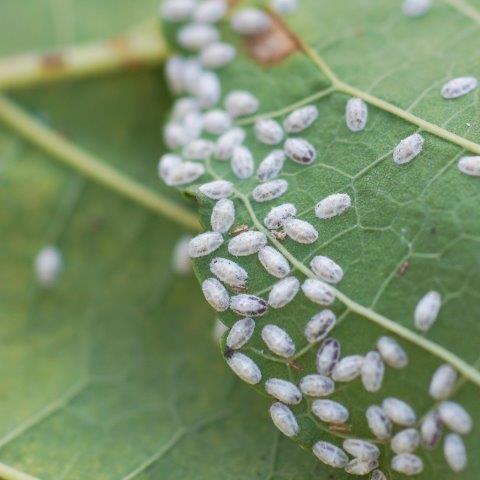 Mealybugs