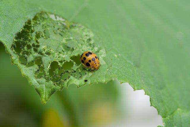 Mexican bean beetle damage