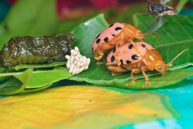 Mexican Bean Beetle Eggs