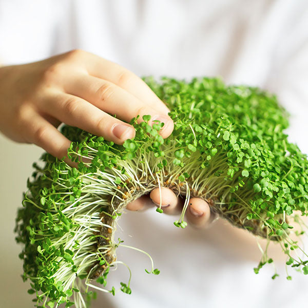 microgreens starter guide