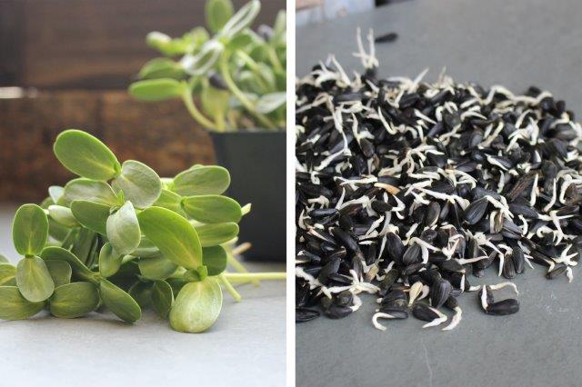 Sunflower microgreens vs sunflower sprouts