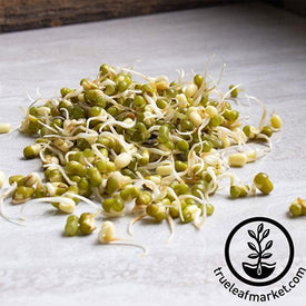 Mung Bean Organic Sprouting