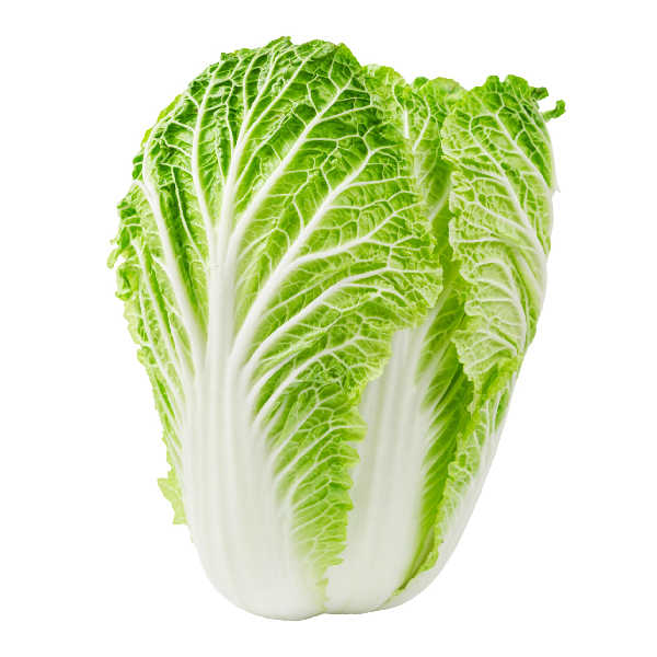 napa cabbage