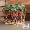 Nasturtium Microgreens (Organic)