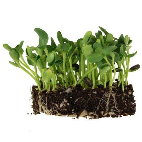 Black Oil Sunflower Microgreens