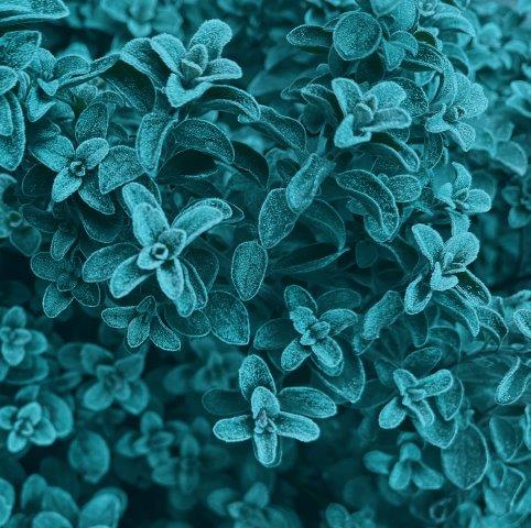 Oregano in winter