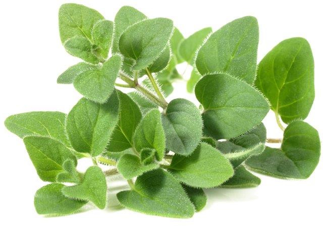 Oregano