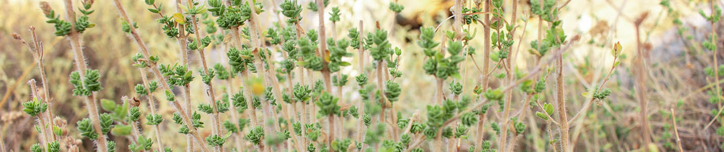 Perennial Oregano