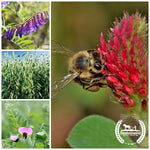 No-Till Pollinator Friendly Cover Crop Mix (Organic)