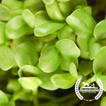 Up Close Black Oil Sunflower Microgreens