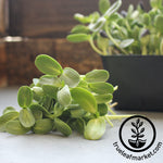 Organic Black Oil Sunflower Microgreens