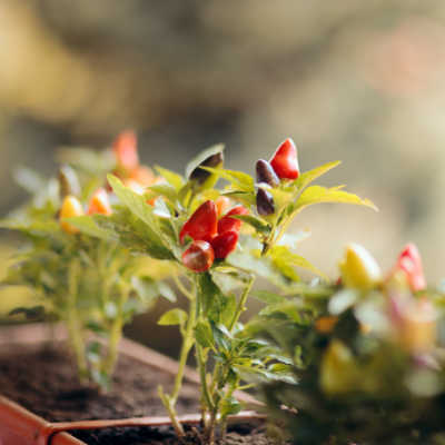 ornamental peppers in a landscape