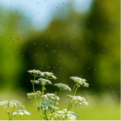 Plants for Repelling Mosquitoes