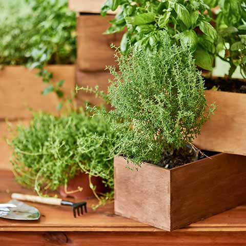 Potted rosemary thriving in a planter