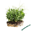 Pea Afila 595