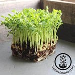 Pea Dun Microgreens