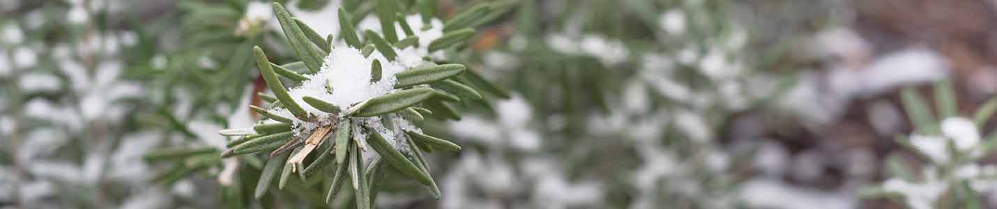 Perennial Rosemary